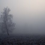 mist tree-690253_640